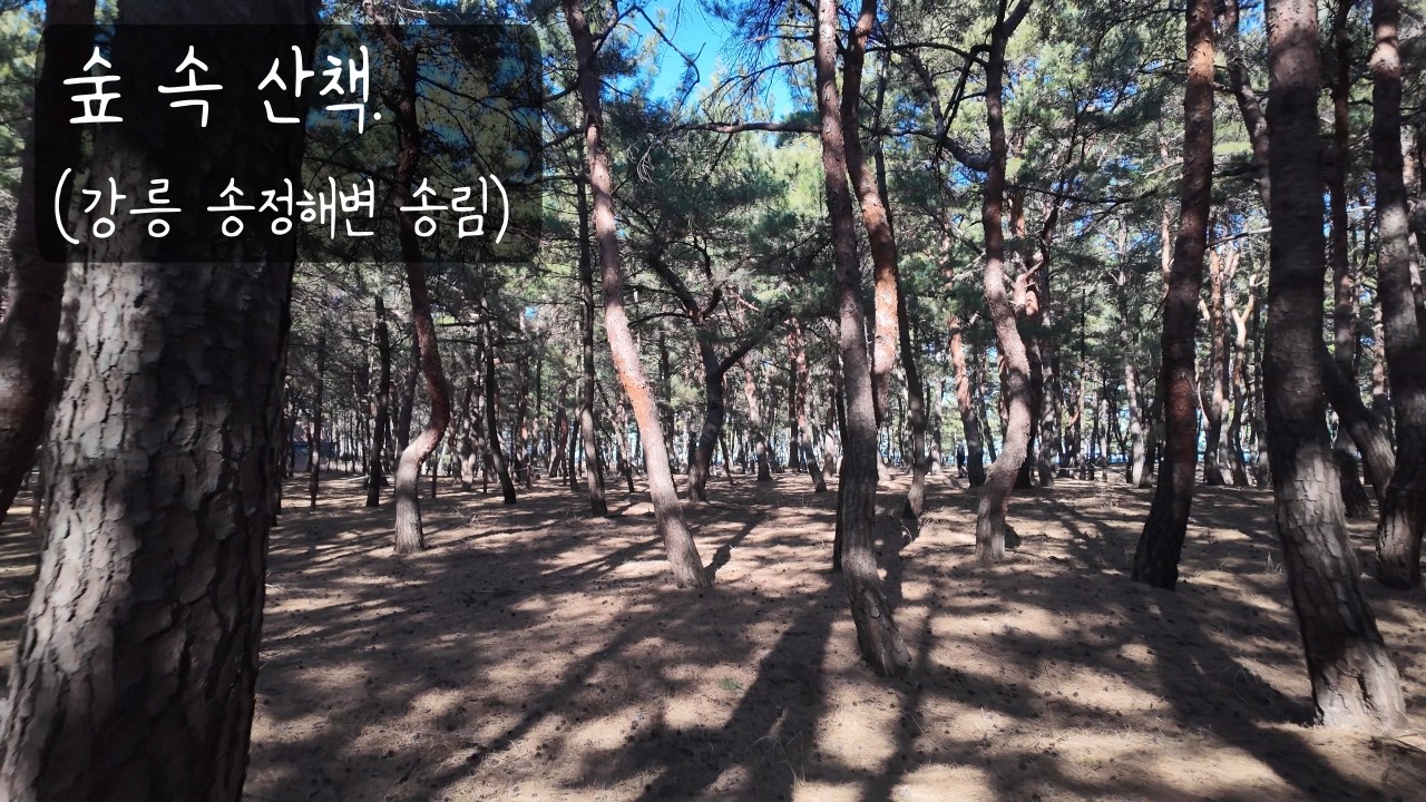 울창한 소나무 숲 속으로_강릉 송정해변 송림