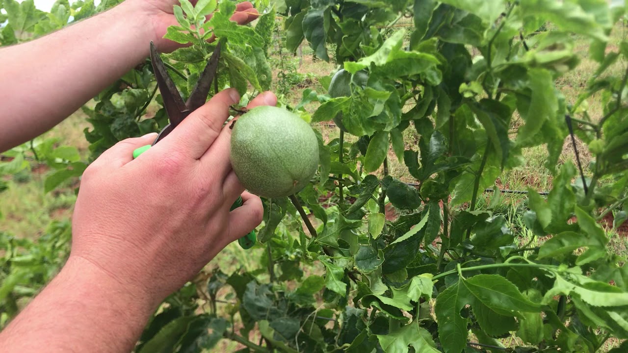 Granadilla (passion-fruit) fruit pruning