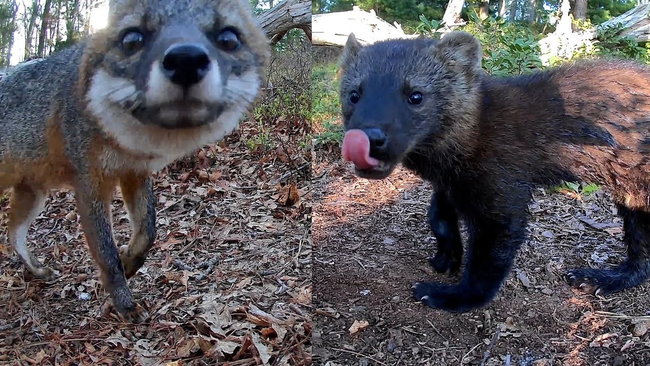 Rhode Island's Incredible Wild Animals
