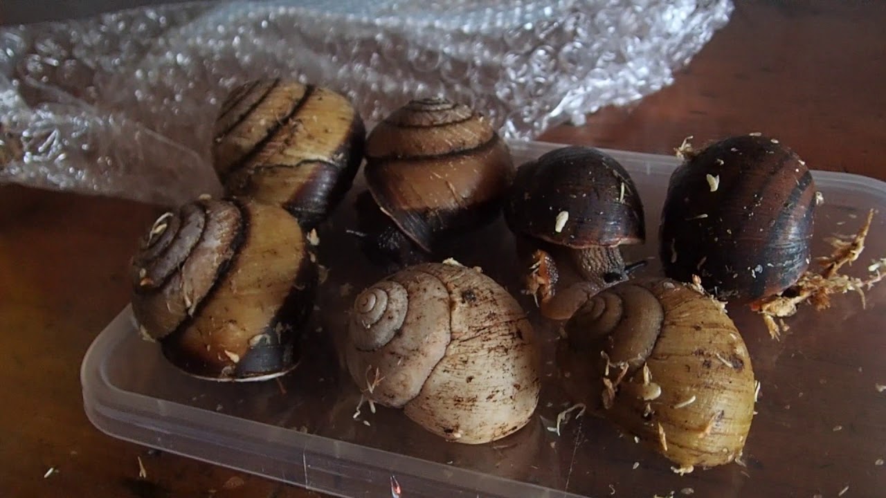 SNAIL MAIL!!! Unboxing of a molluscs delivery from The Insectory