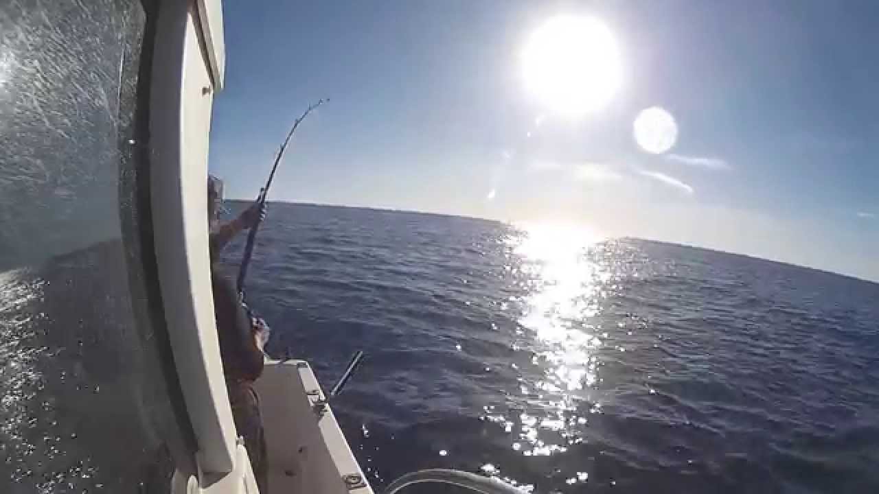 Pesca denton al vivo