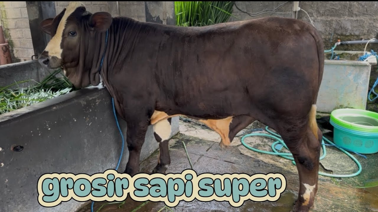 sapi super di kandang mas yohandi 😍‼️25 Januari 2026