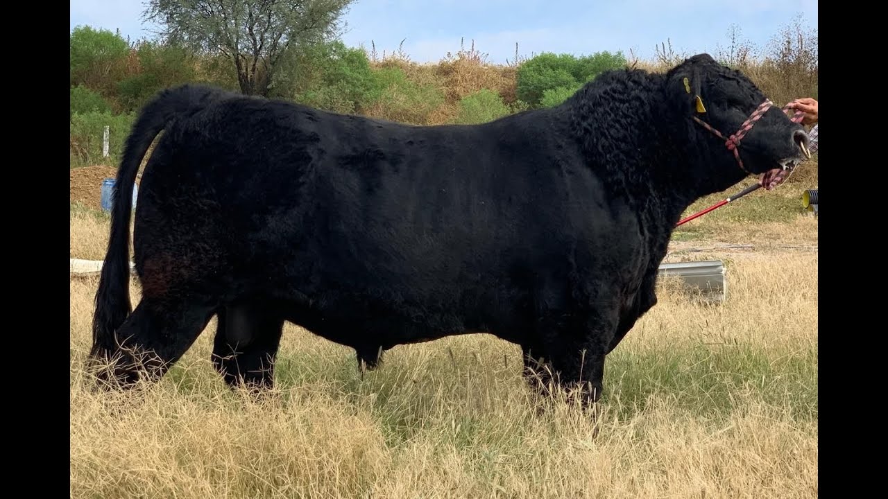 P144 Angus El Sauz, genética argentina única en México.