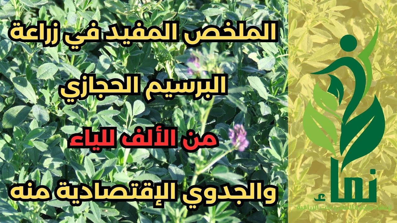 الملخص المفيد في زراعة البرسيم الحجازي .. من الالف للياء .. والجدوي الاقتصادية منه