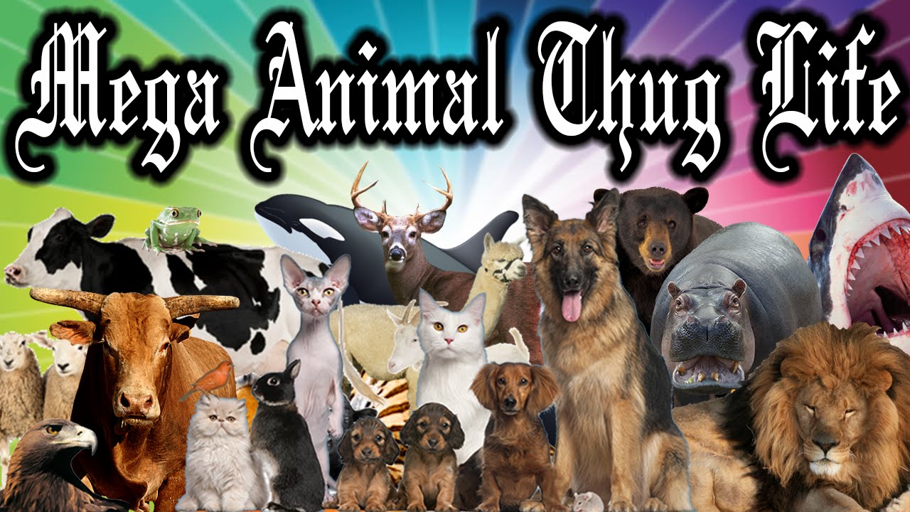 MEGA THUG LIFE ANIMALS 1 - LONG COMPILATION! 2016