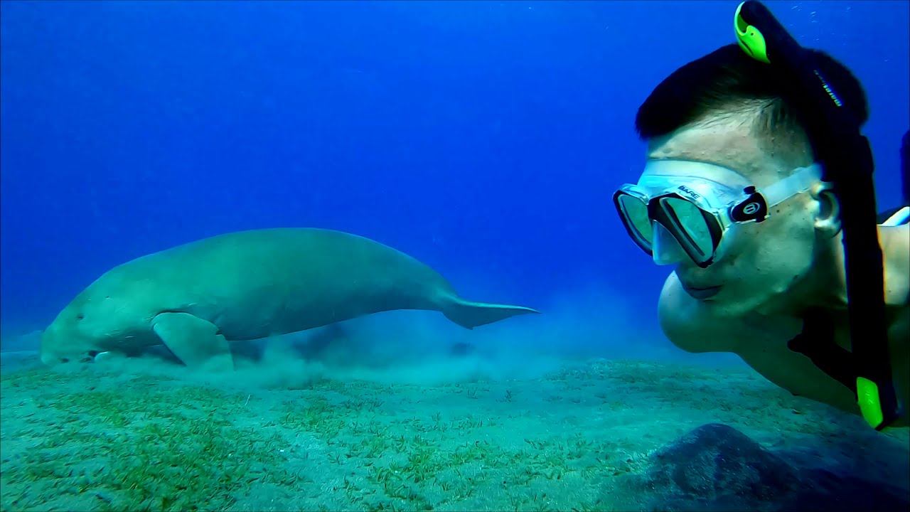 Snorkeling and diving at GORGONIA BEACH RESORT Marsa Alam Egypt [4K, 60p GoPro HERO 8] August 2021