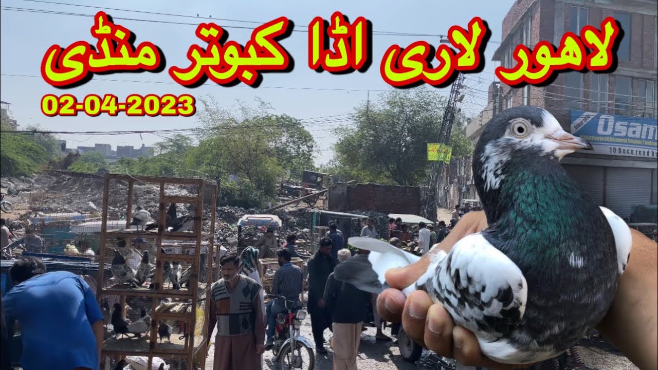 لاھور لاری اڈا کبوتر منڈی - Lahore Lari Adda Kabootar Mandi Latest Update Sunday 2 April 2023