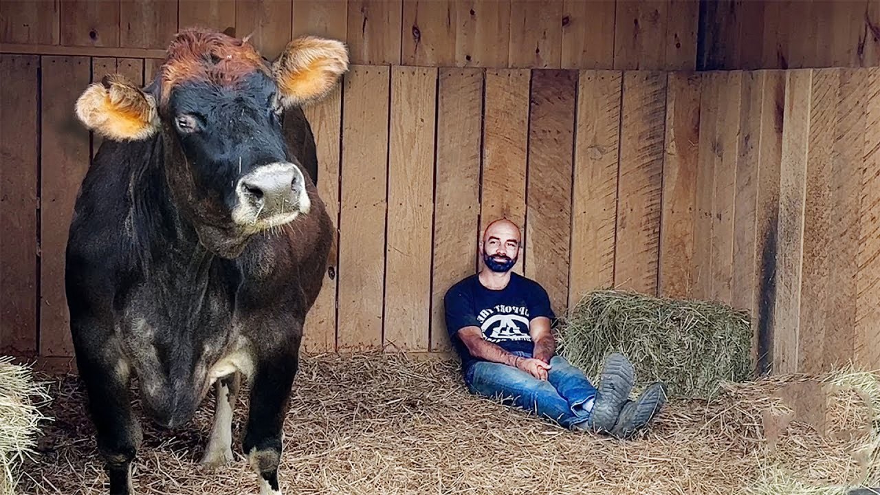 Blind Rescue Cow Melts Every Time She Hears Her Favorite Song