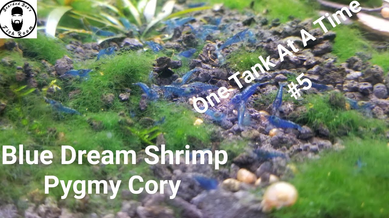 40 Gallon Pygmy Corydoras / Blue Dream Shrimp!