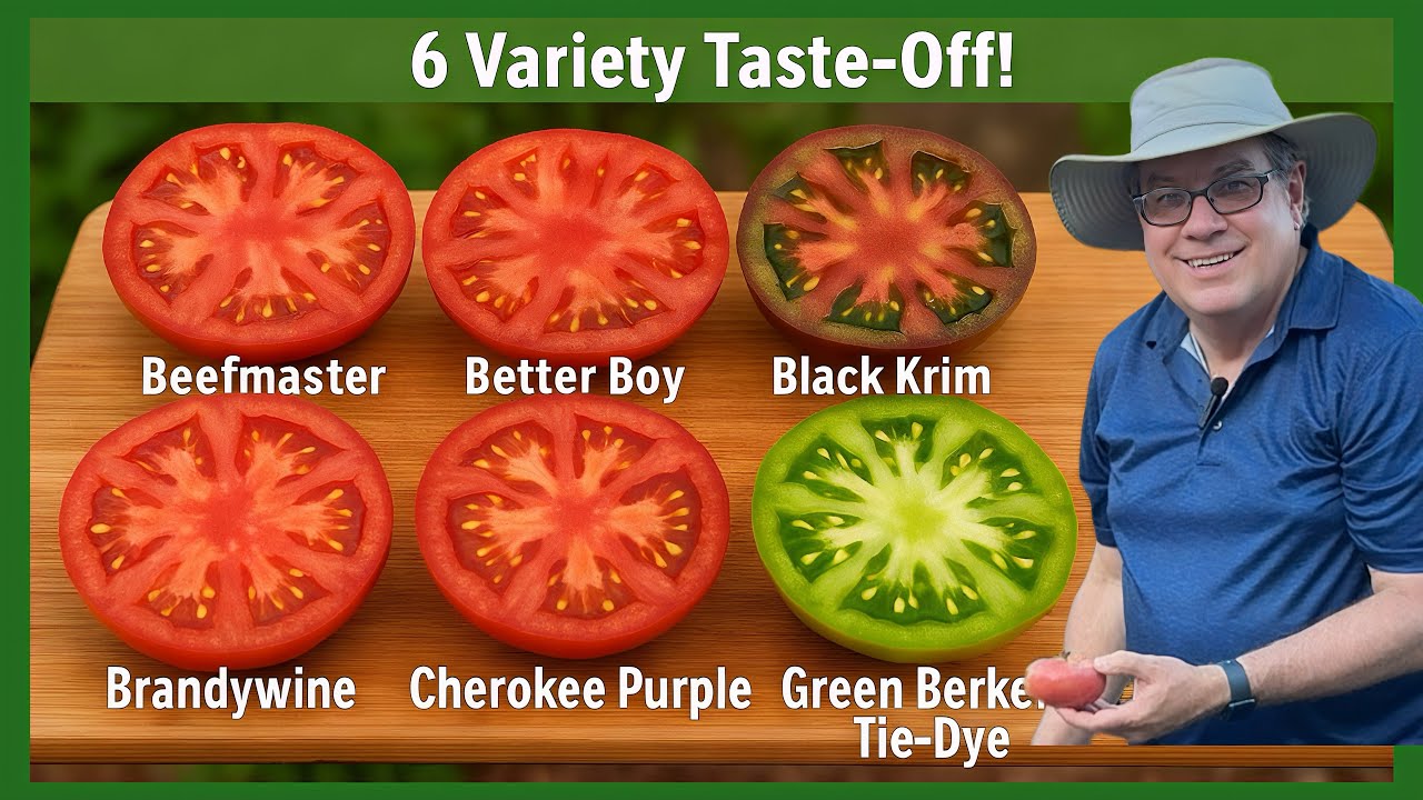 We Taste-Test 6 Popular Slicer Tomatoes! Black Krim, Brandywine, Better Boy & More