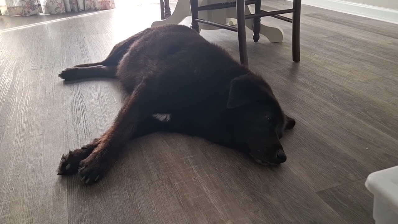 Sleepy old dog, Milo. Good memories of a good boy. 