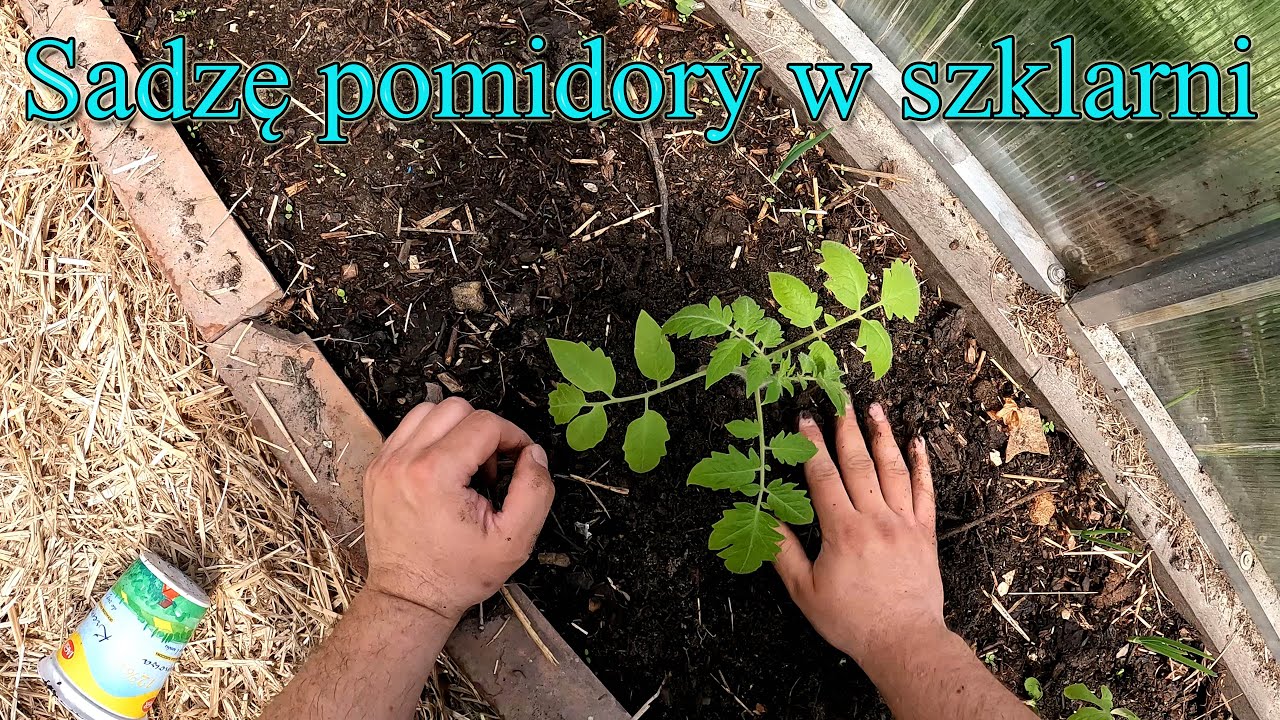 Sadzę pomidory w szklarni - Ogrodowe pierdamony 139