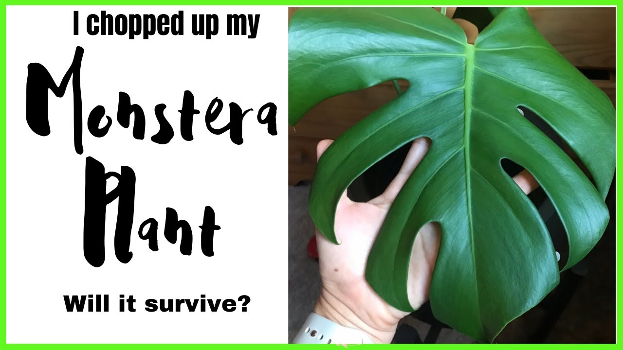 MONSTERA CUTTING AND REPOTTING. Watch me cut off all the leaves of my monstera plant!