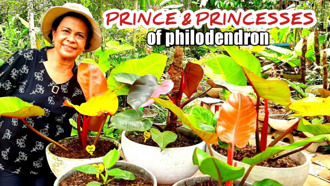 PRINCE AND PRINCESSES OF PHILODENDRON.