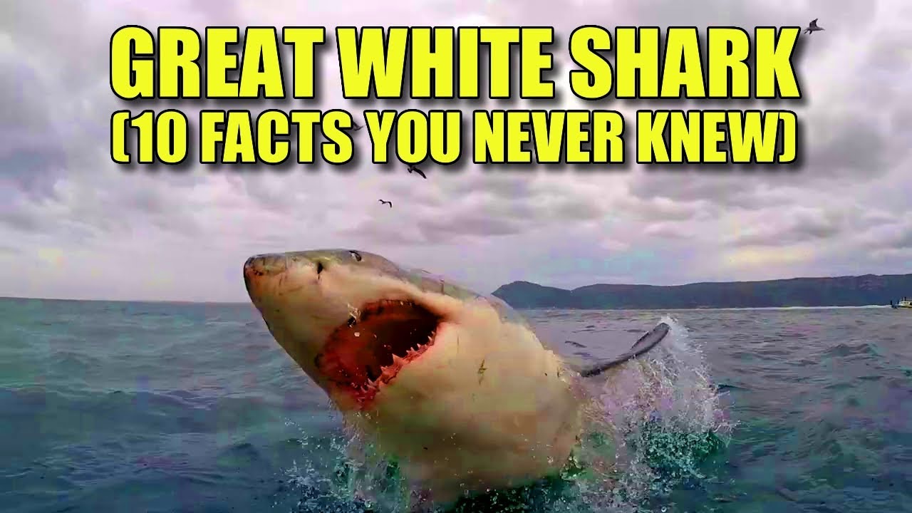 Большая белая акула 🦈 (10 ФАКТОВ, КОТОРЫЕ ВЫ НИКОГДА НЕ ЗНАЛИ)
