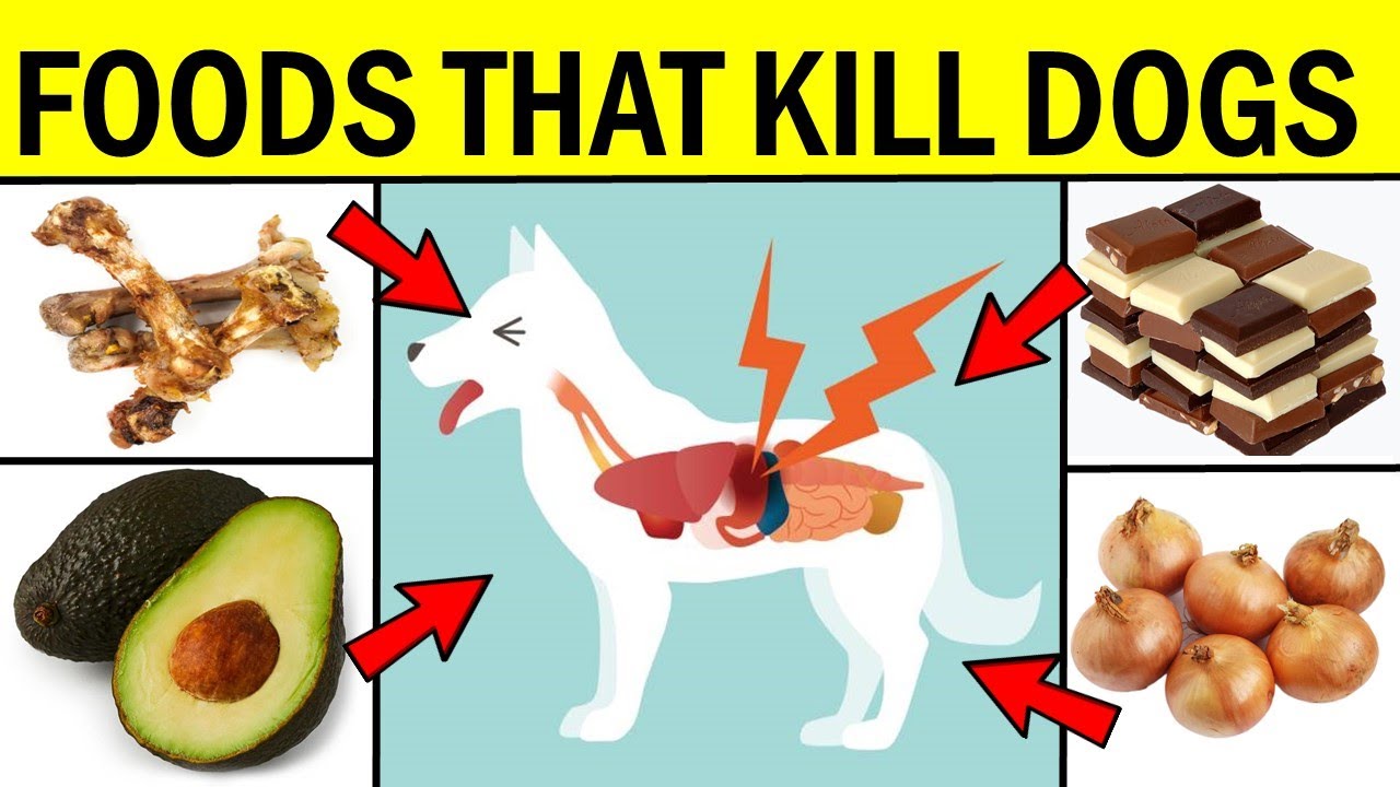 12 Foods That Can Kill Your Dog