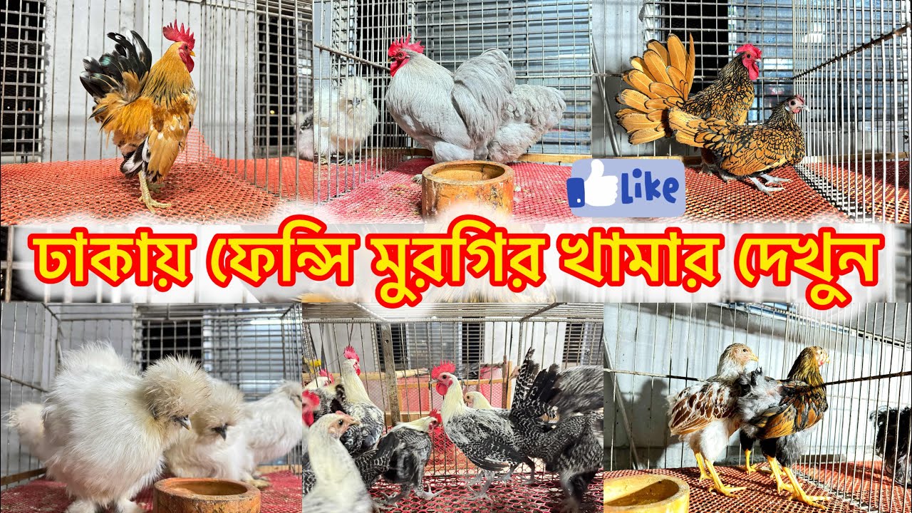 সৌখিন মুরগি। মহির ভাইয়ের খামার থেকে কিনুন। #vairal #mirpur #chicken in Bangladesh
