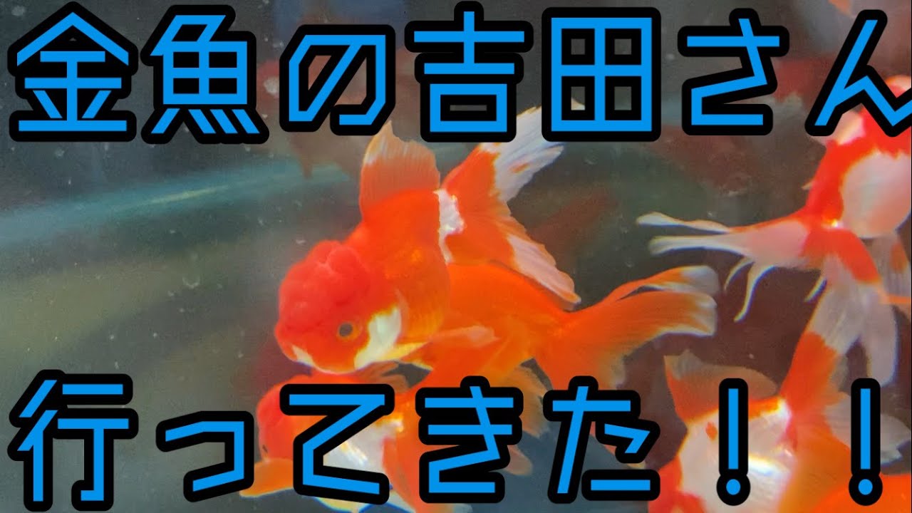 「金魚の吉田」さん  訪問動画 & 購入！！