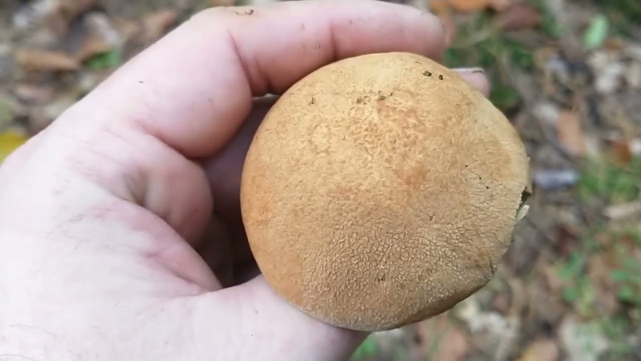 Wyjście na grzyby #9 borowik szlachetny sosnowy podgrzyb maślak sitarz pstry