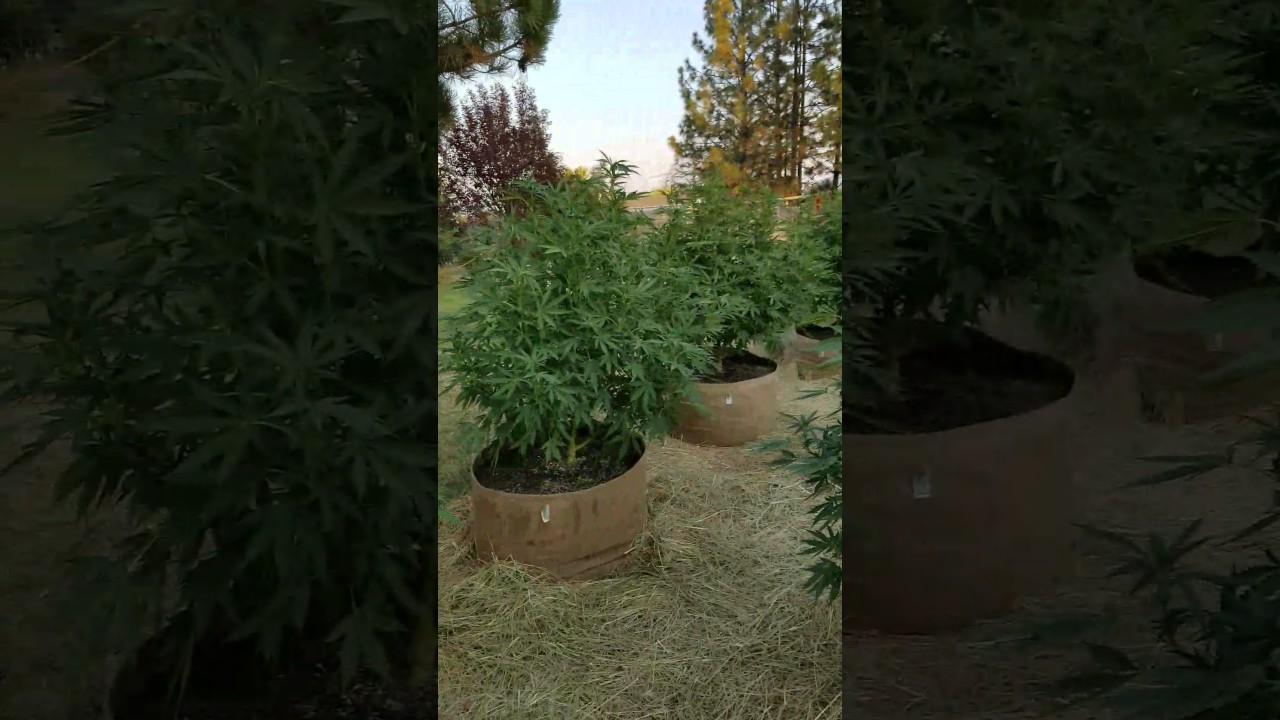 2017 out door grow ommp