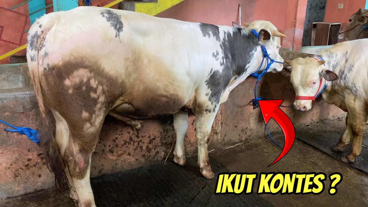 PEDET BELGIAN BLUE SUPER DAN SAPI BETINA LEMBU AJI FARM🔥