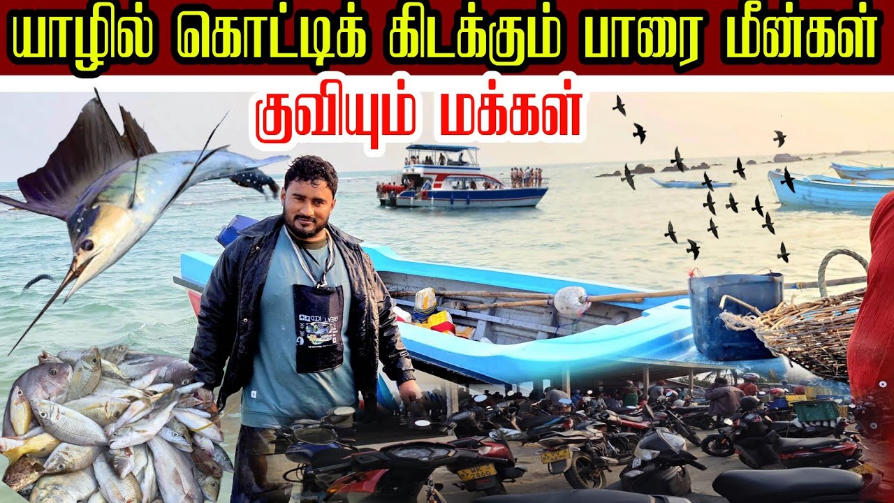 🛑🐋 யாழில் புது வருடத்தில் அடித்தது அதிர்ஷ்டம் கொட்டிக் கிடக்கும் பாரை மீன்கள் 