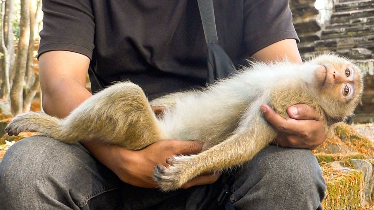 Stillness in the wild |Monkey Rainbow loves to be cuddled like a human baby lol