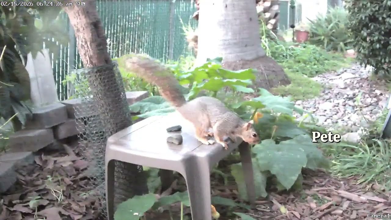 Squirrel Shenanigans While Waiting for the Cafe to Open