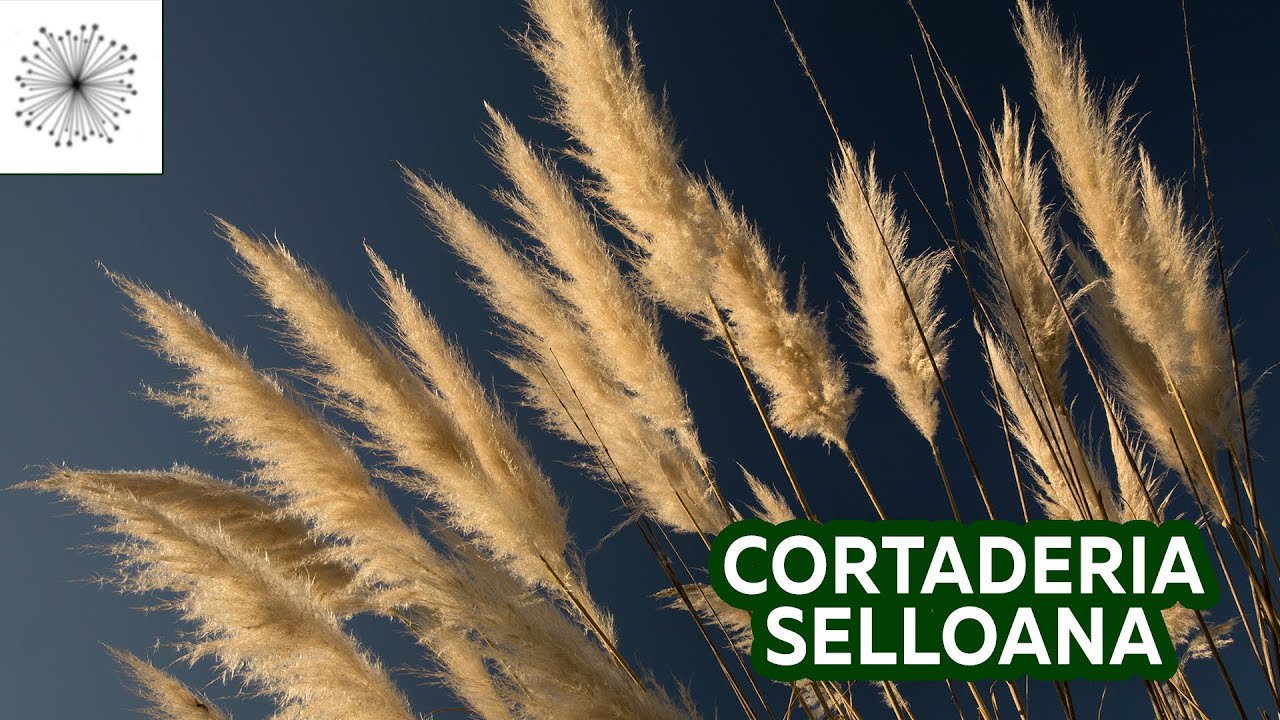 Todo sobre la Gramínea Cortaderia selloana o Pampas Grass