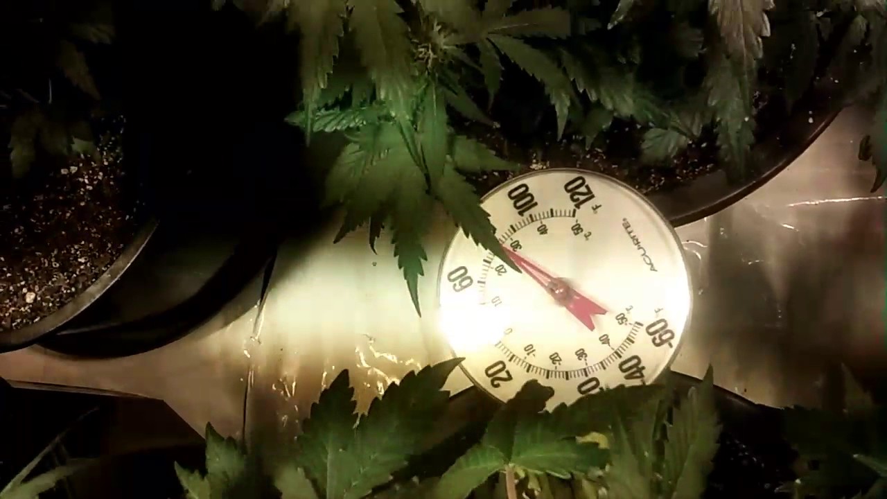 Narcotic kush autoflower, chocolate skunk autoflower 30 days from seed big buds! bonza seed bank