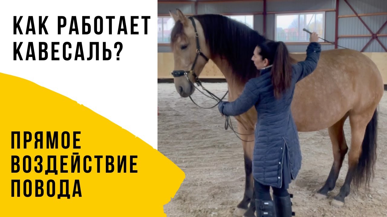 Прямое действие поводьев кавесаля