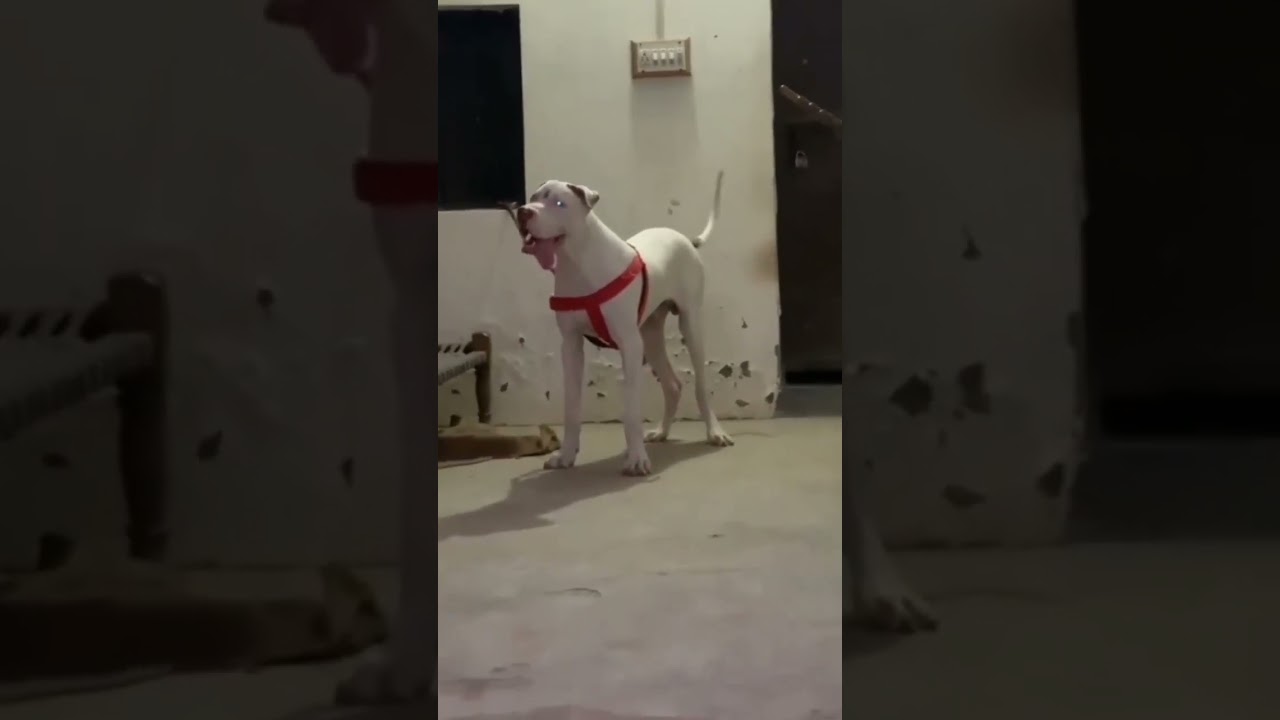 Pakistani VS Pitbull anaa cho kon changa aa dsso subscribe Pitbull aa da shonke