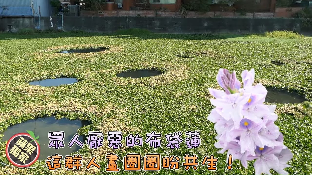 布袋蓮逼死魚蝦人人嫌　他們入河濕身畫圈盼共生 #獨家 | 台灣新聞 Taiwan 蘋果新聞網
