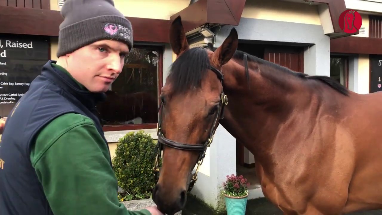 Irish Stallion Trail 2020 - Irish National Stud - National Defense