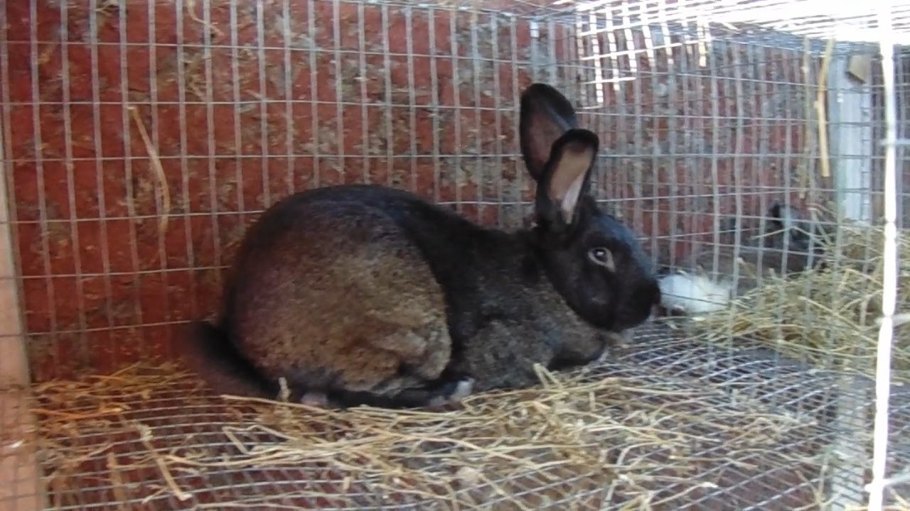 Rabbits - Making a Drop Down Nestbox and Some Rabbit Husbandry