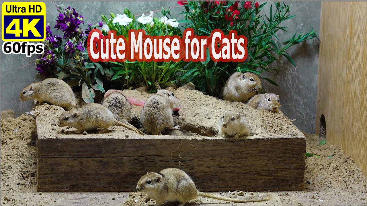 10 Hours Cat TV~Mouse Digging Burrows & Playing on Sand for Cats to Watch in 4K UHD