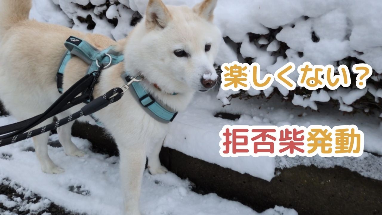 【初めての雪】無表情な白柴の反応｜Expressionless Shiba Inu on Her First Snow