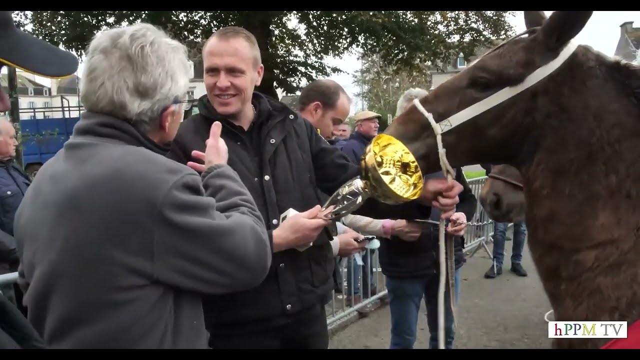 bretagne foire aux chevaux