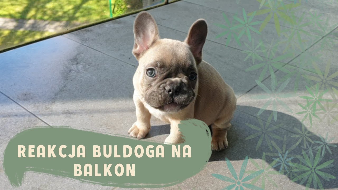 BULDOG PIERWSZY RAZ NA BALKONIE