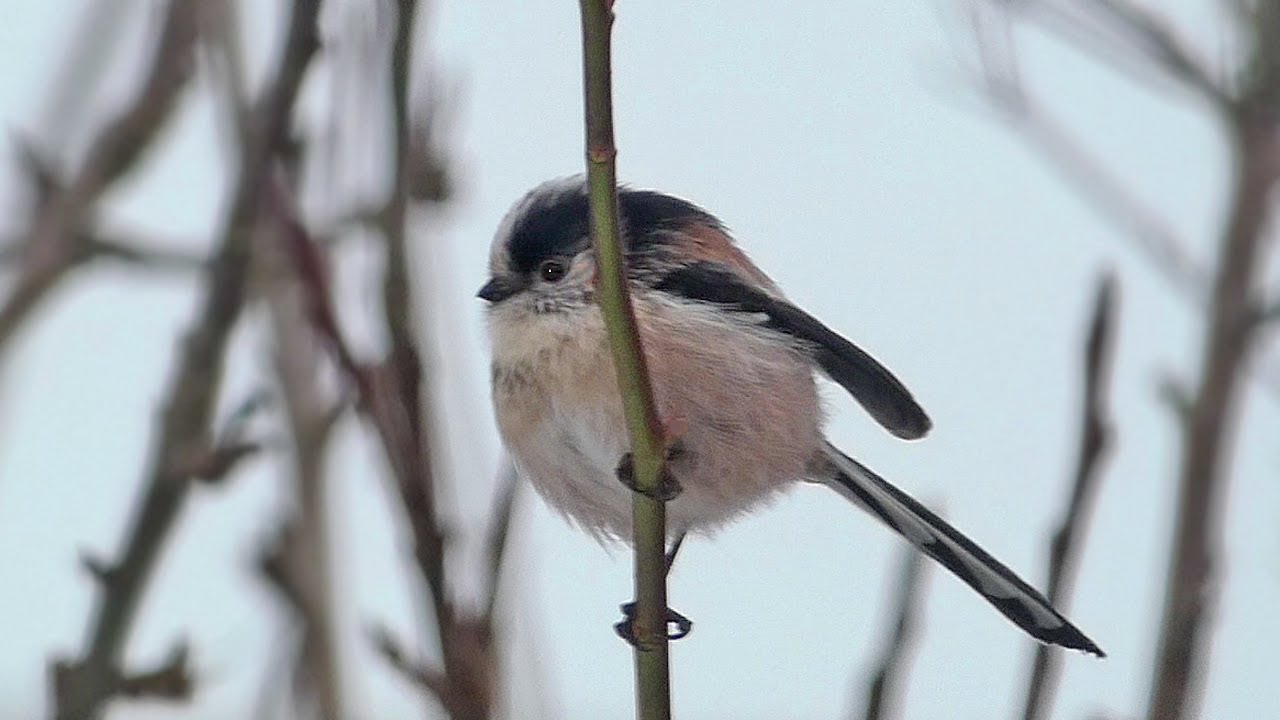 20 Fascinating Facts About the Long-tailed Tit – Tiny, Fluffy, and Full of Surprises!