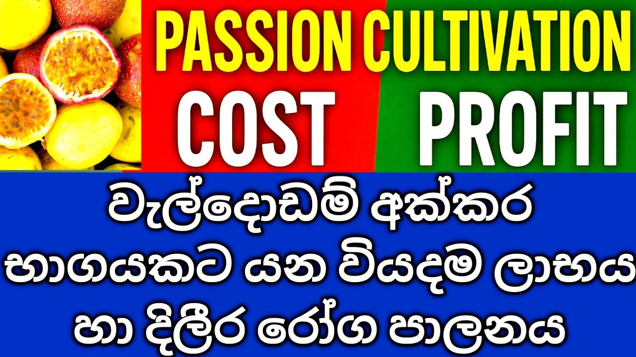 Passion Fruit Cultivation in Sri Lanka  Cost, Profit & Fungal Disease Control Guide