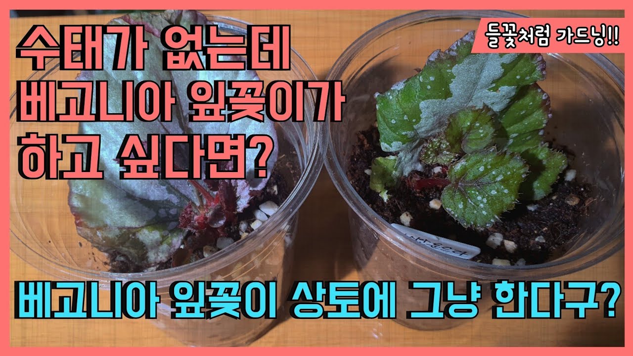 #베고니아 #잎꽂이 #번식 수태없이 그냥 막 상토에 한다구?
