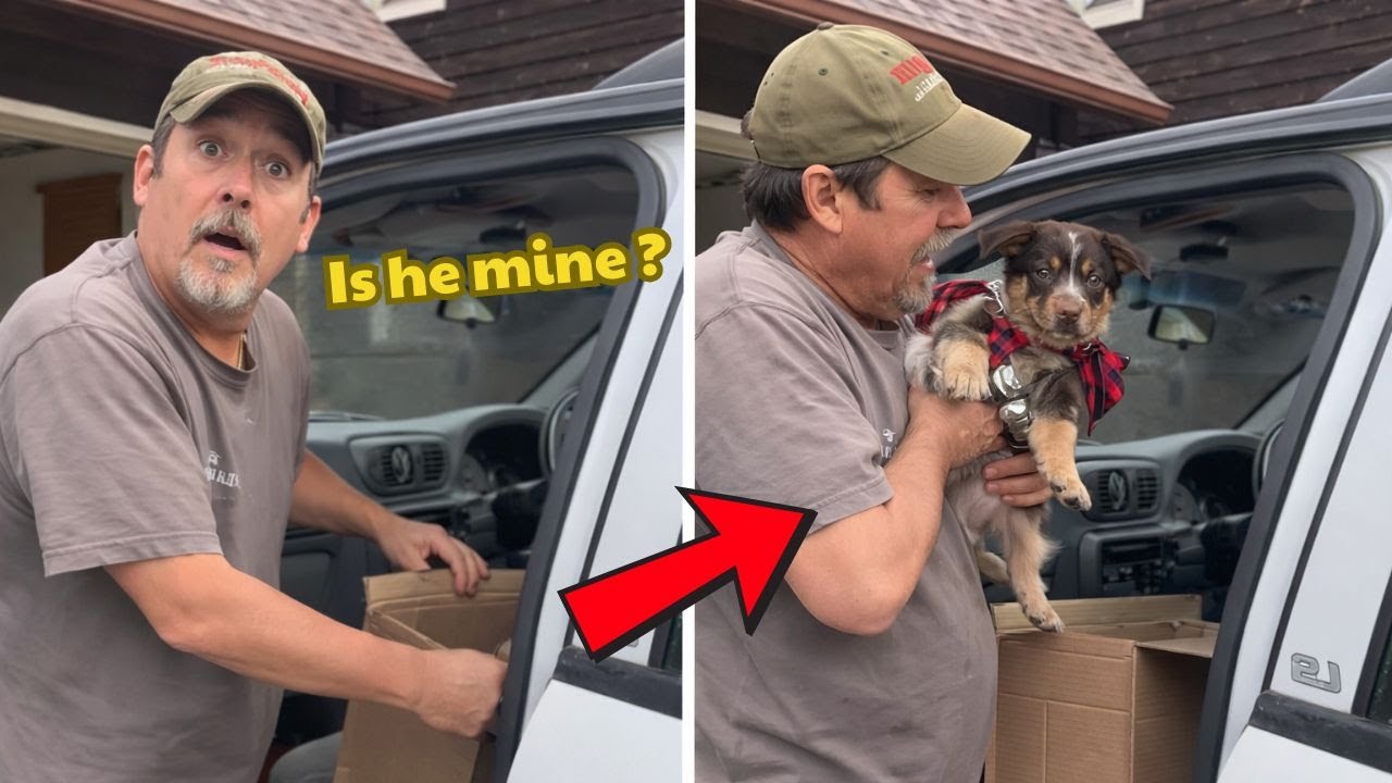 Сердце папы растаяло в тот момент, когда он понял, что щенок — ЕГО! 🎁🐶 | Новый щенок-сюрприз