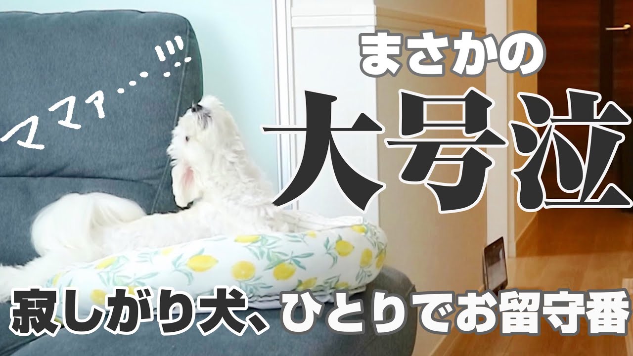 犬のお留守番を隠し撮りしたら…まさかの大号泣で飼い主も思わず号泣…【マルプー】マルチーズ×トイプードル