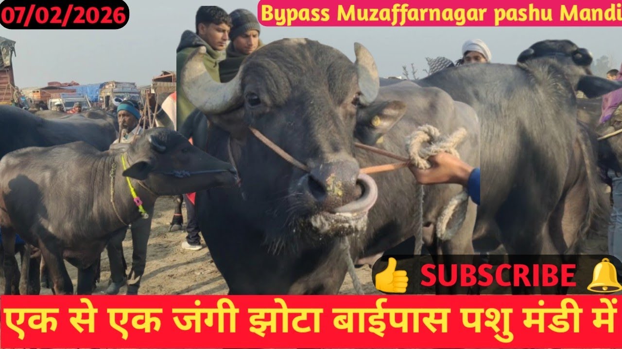 एक से एक शानदार झोटा 🐂 Bypass Muzaffarnagar pashu Mandi #Hariompashumandi