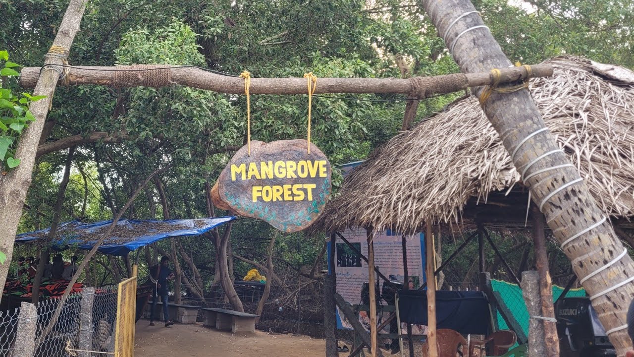 Pondicherry | Mangrove Forest Boat Ride 2025