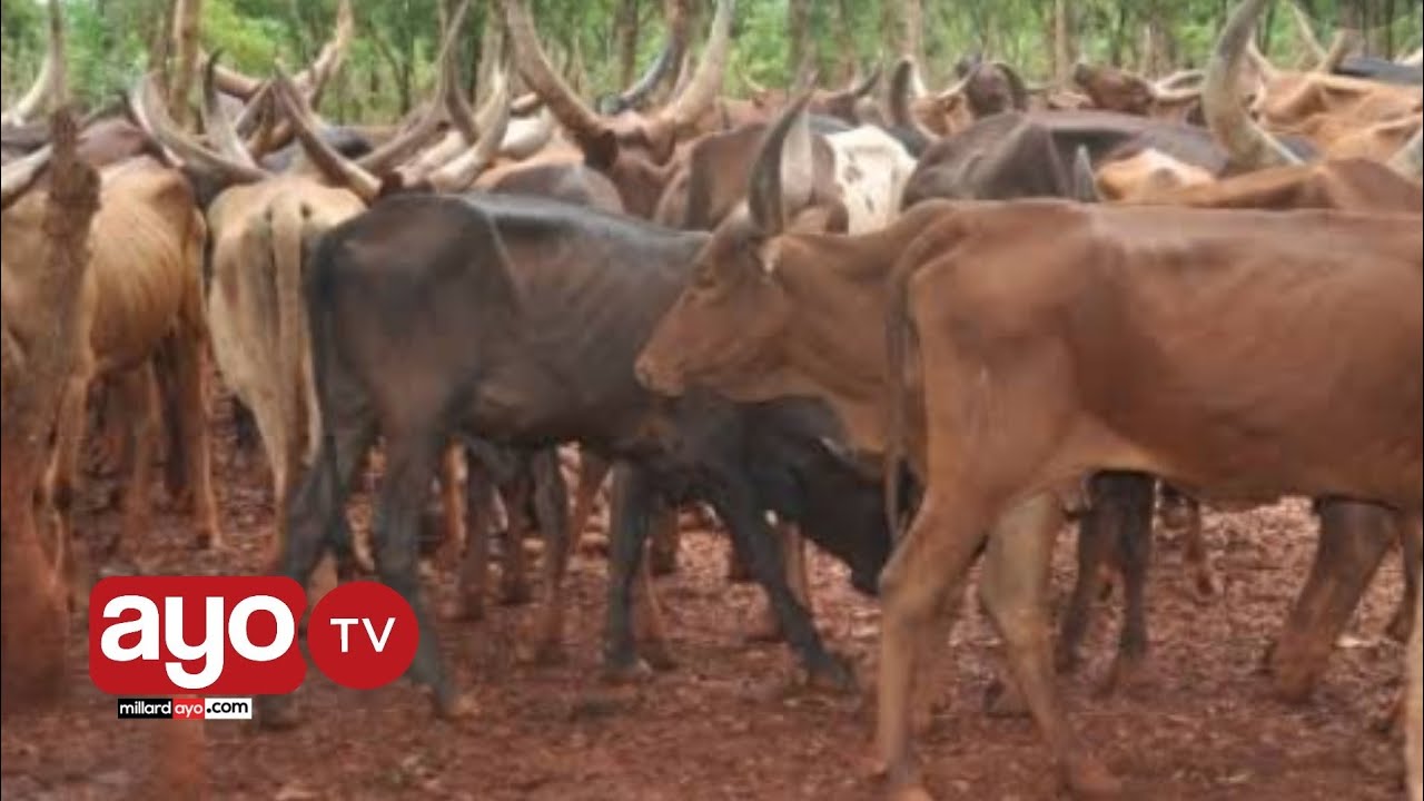 TAZAMA VITA YA WAKULIMA NA WAFUGAJI ULANGA MOROGORO, KISA MAKUNDI YA NG'OMBE KUHARIBU MAZAO