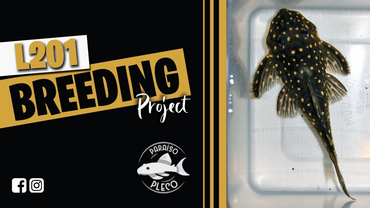 Breeding series - L201 project