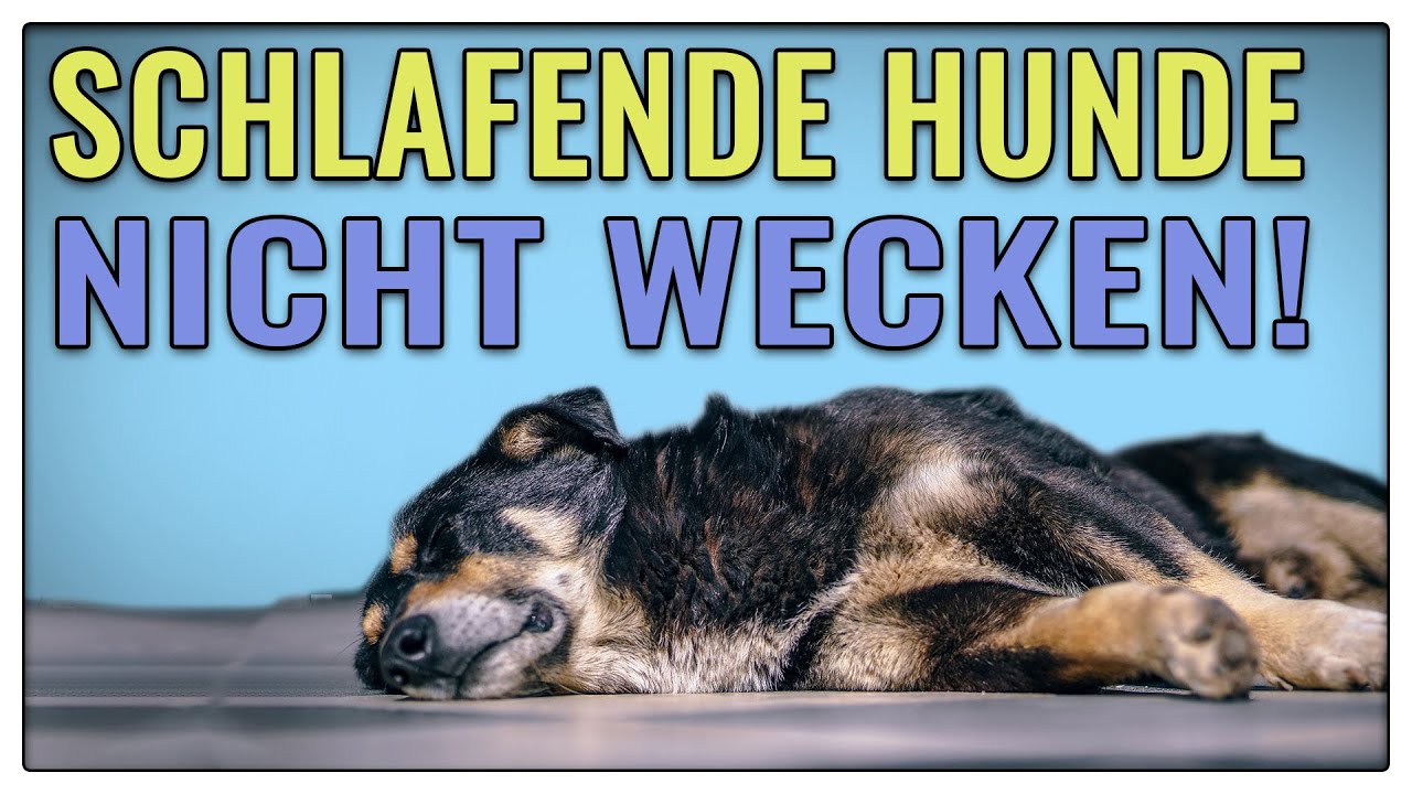 "Schlafende Hunde soll man nicht wecken" - Wahres Sprichwort? - TGH 362