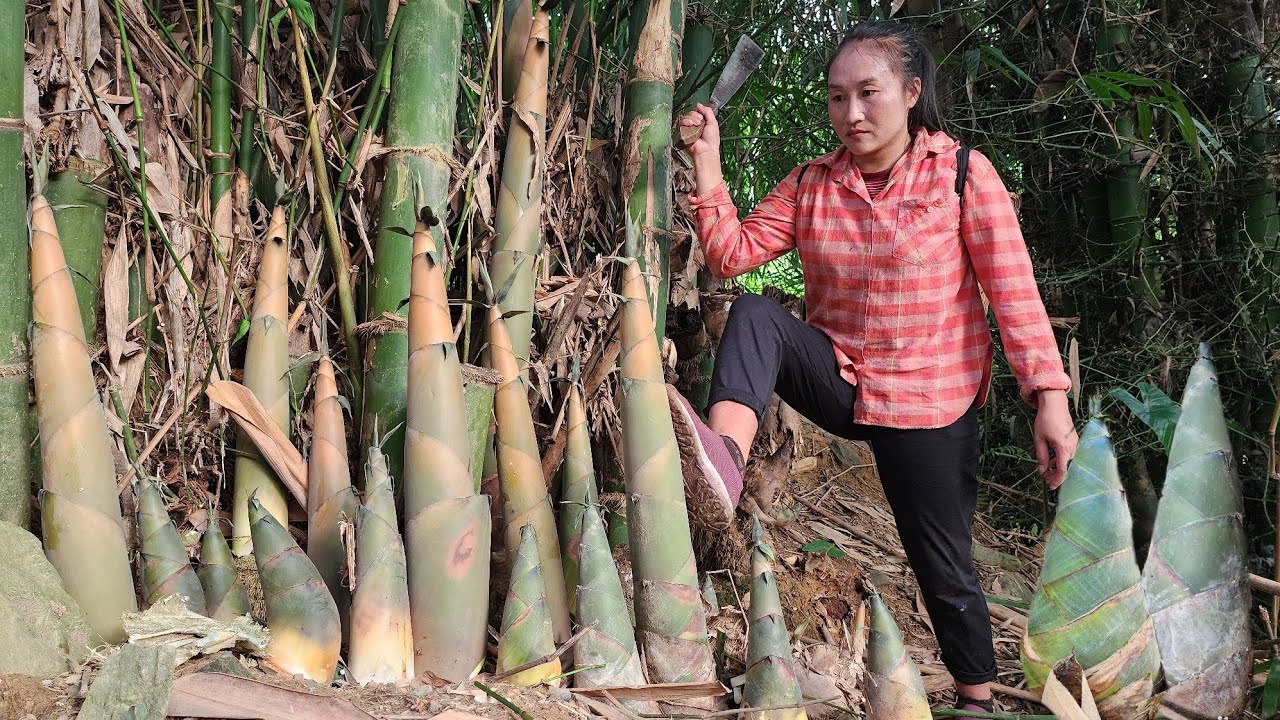 Harvesting giant bamboo shoots, guava fruit goes to the market sell | Ly Thi Tam